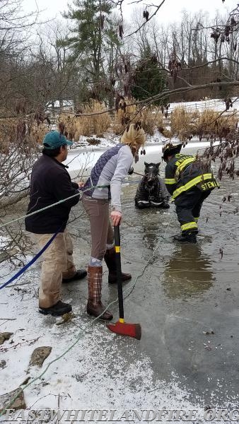 East Whiteland Fire Company Career Captain Jack Stewart leading a horse (Ricky Ricardo) out of a frozen pond in Charlestown Township, January 2017.